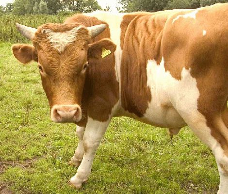 Merlin Posing
When we got Merlin, we were told out to be careful of him.  And, as with any bull, we give him the respect (and attention) he deserves.  But he's really a big pussycat.  Here he is posing for the camera.  King's End Lane, August 2004
Keywords: Merlin Kings End Guernsey bull