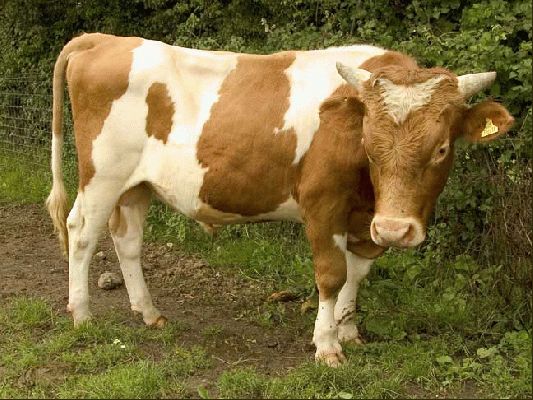 Merlin -- A bit of Guernsey | Kobe
We recently purchased Carole, a pure-bred Guernsey cow, as our "house cow."  The farmers who sold us Carole are getting out of the dairy business, so their bull, Merlin, was set to go to the chop.  The Guernsey Cattle Society tells me Guernsey beef is delicious, so Merlin has had a bit of a reprieve.  He gets to eat grain and grass and drink beer --- for a year.
Λέξεις-κλειδιά: Merlin Guernsey bull Kobe beer