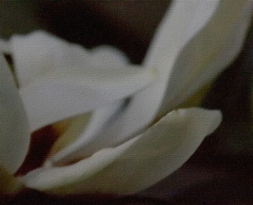 Magnolia in the Moonlight
It was a beautiful full moon, and I could smell the magnolia blossoms in the front garden.  I took this 2-minute exposure of a magnolia using only the moonlight.
Palabras clave: Magnolia moon moonlight exposure garden Whitecroft summer
