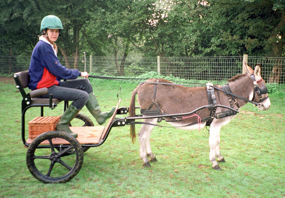 Chase and Conchita
Conchita understood how to pull the little donkey cart, but preferred to just stand.
Keywords: Chase Conchita donkey cart