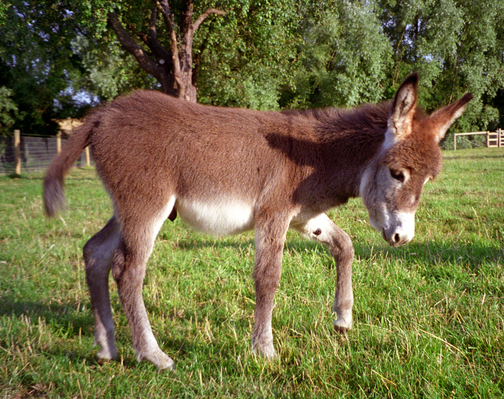 Geofreddo the Donkey
Schlüsselwörter: Geofreddo donkey Lucies Farm