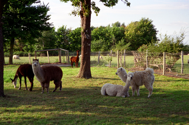 Alpaca Family
The alpacas in what looks like the Garden of Eden -- but was actually Maggots' Croft at the back of Whitecroft.
Keywords: alpacas Maggots Croft Garden of Eden