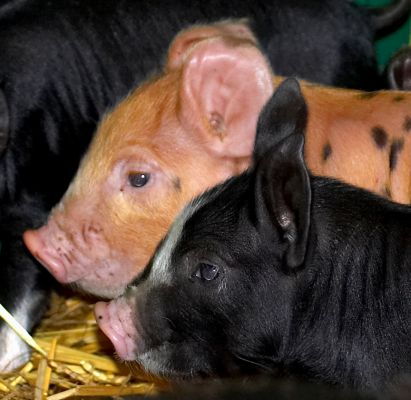 Tamworth and Berkshire Pig
The Berkshire pig mother had a strange litter.  Mostly classic black Berkshire pigs, but a couple of Tamworth/Berkshire spotted pigs.  Recessive Tamworth genes?  These piglets are about five days old.
Ključne besede: Tamworth Berkshire pig piglets snout nose small cute
