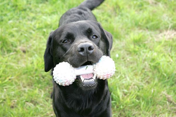 Otis with Barbell
Keywords: Otis Labradors Lucies Farm dog hotel