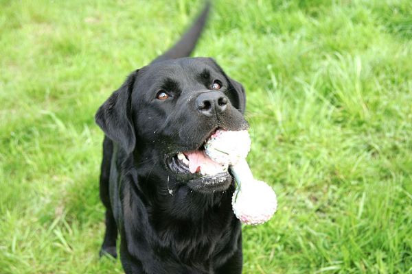 Otis with Toy
Anahtar kelimeler: Otis Labrador dog Lucies Farm dog hotel dog resort dog toy