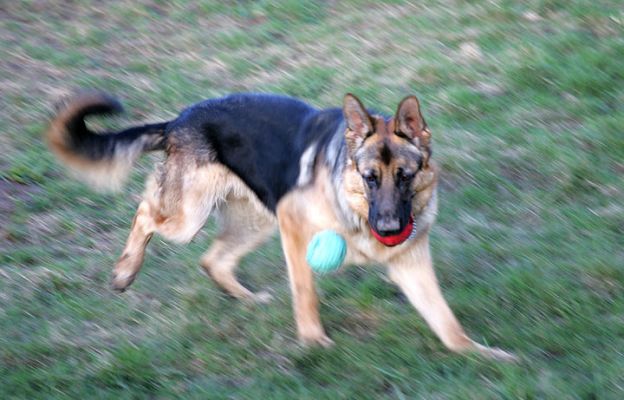Paulo Playing Catch -- With Two Balls
With his favourite red ball in his mouth, Paulo tries to figure out how to also catch the green ball.
Ключові слова: Paulo catch German shepherd dog Lucies Farm