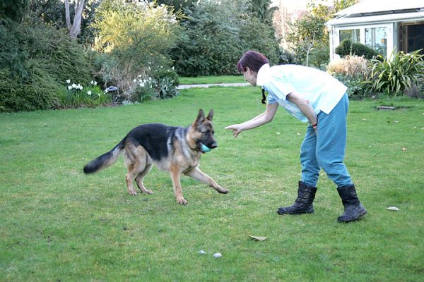 Paulo and Marjorie Playing Catch
Front garden, March 25 2005
Ключові слова: Paulo catch ball German shepherd dog Lucies Farm