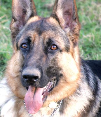 Paulo
Waiting for the ball to be thrown.  March 25 2005
Anahtar kelimeler: Paulo German Shepherd dog Lucies Farm