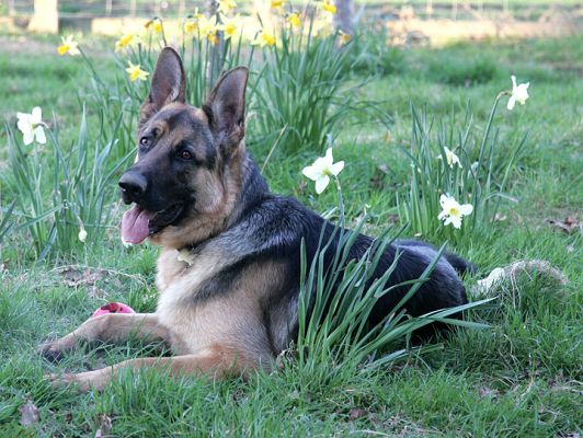 Paulo in the Daffodils
Spring has come (in a fashion) to sunny Worcestershire.  Paulo taking a break from the hard work of ball catching.  March 25 2005
Palabras clave: Paulo spring daffodil dog German Shepherd