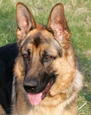Paulo on His Walk
Paulo on King's End Lane, March 19 2005
Ključne besede: Paulo German shepherd walk Lucies Farm dog
