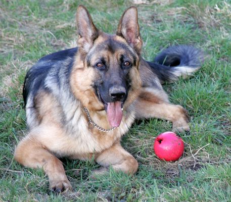 Paulo Taking A Break
Red ball at his side, under his guard.  March 25 2005
Palabras clave: Paulo German shepherd red ball Lucies Farm dog