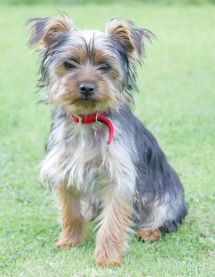 Pickle
Pickle the Yorkshire Terrier came to stay just one day --- she settled right in and had a great time.
Ключови думи: Pickle Yorkshire Terrier Lucies Farm dog boarding dog kennel Pickel