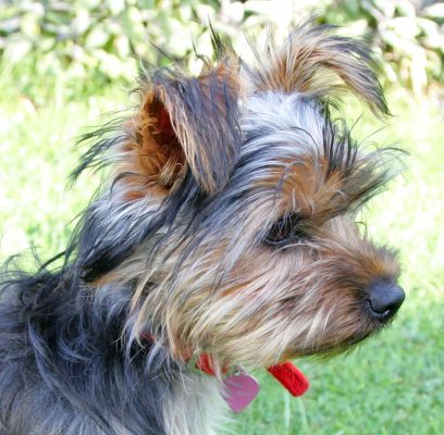 Pickle
Λέξεις-κλειδιά: Pickle Yorkshire terrier Pickel Lucies Farm dog hotel dog boarding dog kennel
