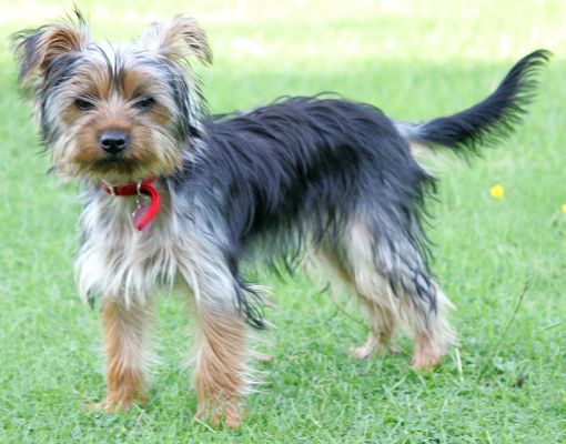 Pickle
Pickle in the garden.
Keywords: Pickle Yorkshire terrier Lucies Farm dog hotel dog boarding dog kennel