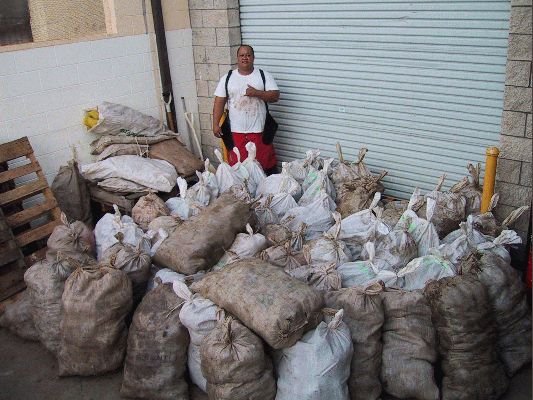 Taro on the loading dock, arriving from the farmers
