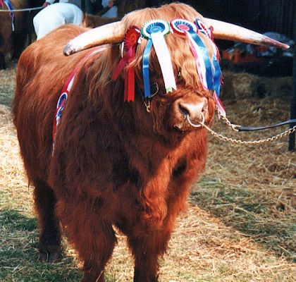 Rannoch Displaying His Ribbons
Won at one agricultural show.
Keywords: Lord Rannoch of Lucies ribbons agricultural show Highland bull cattle