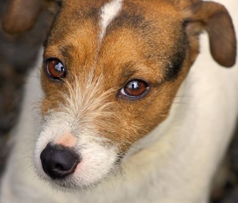 A Young Jack Russell
Palabras clave: Jack Russell