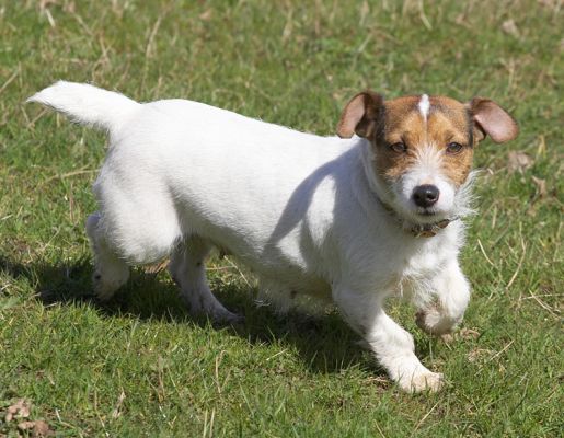 Jack Russell
Enjoying the spring sunshine, April 9 2006.
Schlüsselwörter: Jack Russell terrier sunshine