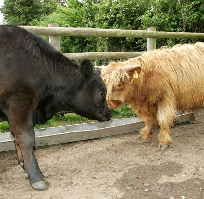 Aberdeen Angus and Highland Cattle
The young steers having a friendly pushing match.  Pedigreed Aberdeen Angus on the left, and pedigreed Highland on the right.  The "battle" of the two Scottish breeds.
Schlüsselwörter: Highland Cattle Aberdeen Angus cattle Scottish breeds