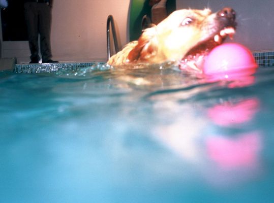 Spice as "Jaws"
I was almost hesitant to include this photo on the website as it gives an incorrect first impression of Spice.  She's a gentle Golden Retriever.  But captured in the split-second of the camera shutter, she's the Great White Shark, attacking her pink ball.
Klíčová slova: Spice Jaws Great White Shark swimming dog teeth pink ball canine hydrotherapy Golden Retriever