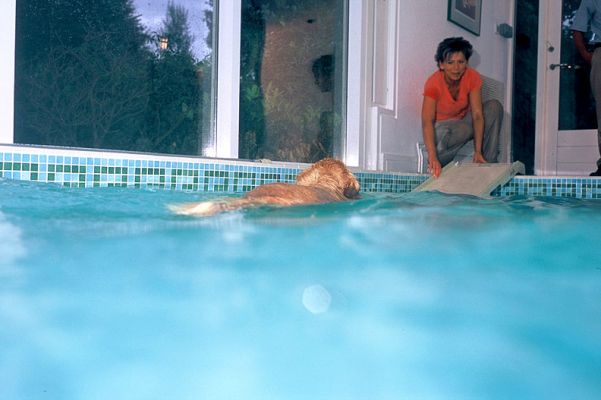 Spice Heading Over To the Ramp
Out she'll climb, only to wait for her ball to be thrown back into the pool --- and back she'll swim.
Keywords: Spice Golden Retriever ramp pet ramp Lucies Farm canine hydrotherapy