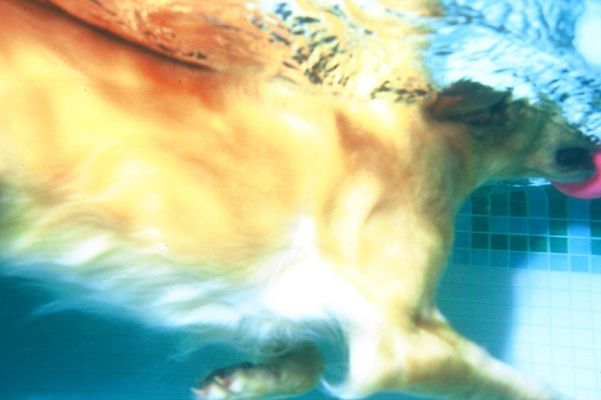 Spice Underwater
Spice, the Golden Retriever, heading for her pink ball.  Photographed underwater, looking up.
Ključne besede: Spice Golden Retriever canine hydrotherapy pink ball dog swimming underwater dog