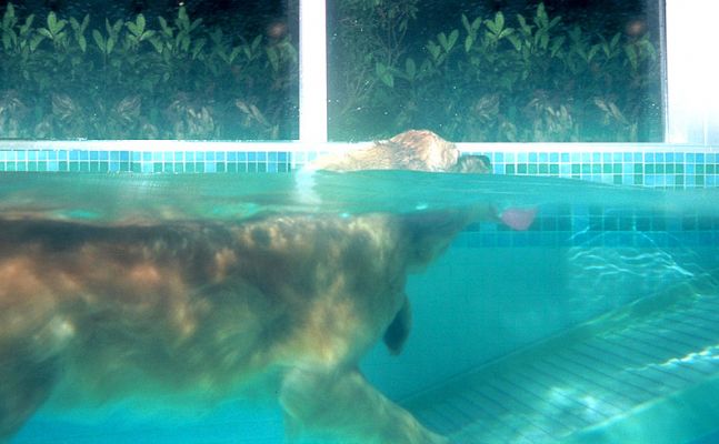 Spice Heading Up the PetRamp
The PetRamp provides gentle access into, and out of, the swimming pool.  It's non-skid surface is perfect for dogs, and they're happy walking down it, and up it.
Keywords: Spice Golden Retriever pet ramp PetRamp inclined ramp non-skid dog swimming canine hydrotherapy Golden retriever