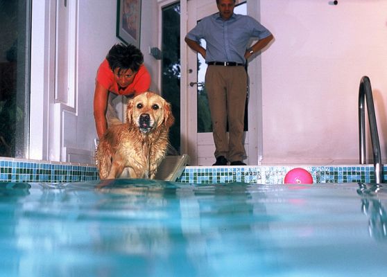 Spice Heading Down The Ramp
Our heated, indoor pool has a gentle doggie ramp on one end for the dog's comfort.  We think this is much less traumatic than putting dogs in a hoist.  And with Spice, getting her in the water is simple --- just toss her pink ball.
Keywords: Spice Golden retriever dog swimming dog pool canine hydrotherapy Lucies Farm