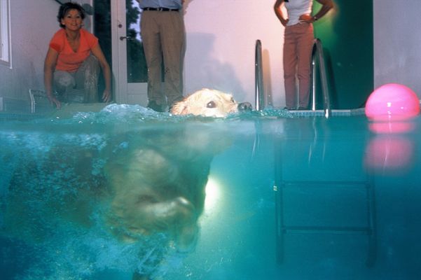 Spice Heading for Her Ball
Spice is very comfortable in the water, and the water is a warm 88 degrees.  Off she goes to fetch her floating pink ball.
Ключови думи: Spice swimming dog swimming pool Golden retriever pink ball Lucies Farm canine hydrotherapy