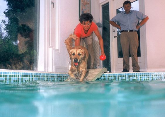 Here Comes Spice
Spice, a Golden Retriever, loves to swim, so coaxing her into the pool was easy --- just toss in her ball.  Spice's owner, and our veterinary surgeon (Richard Chamings), is the gentleman standing and watching.  I think he thought he'd manage to stay dry.
Λέξεις-κλειδιά: Spice swimming dog Golden retriever Richard Chamings dog pool swimming pool Lucies Farm