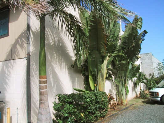 Tall Palms in the Poi Company Garden
We purchased the empty lot next door to the PoiCo factory (745 Kopke Street) and planted lots of mature palm trees, etc.  Of course, in Hawaii they grow like crazy.
Schlüsselwörter: palm trees 745 Kopke Street garden grow plants