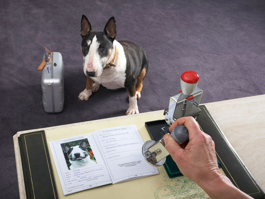 Tapa Having His Doggie Passport Checked
A photo for our vet's website to illustrate the section on dog passports.
Ключевые слова: Tapa English bull terrier dog passport DEFRA immigration stamp approval