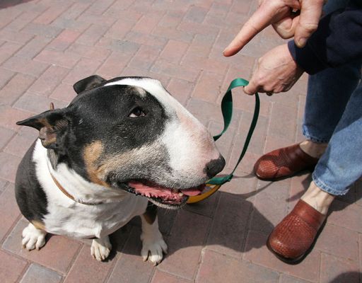 Marjorie telling Tapa "Stay.."
Tapa has a way of looking cute when you tell him to do something --- which is why he usually does pretty much what he wants.
Schlüsselwörter: Tapa English bull terrier stay dog Marjorie