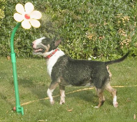 Tapa and His Yellow Daisy Sprinkler
Ключови думи: Tapa sprinkler garden yellow Whitecroft