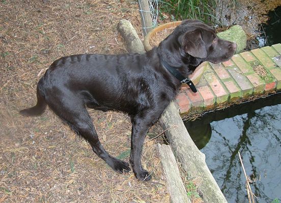 Tess Contemplating the Canal
Our "canal" is actually only about three feet deep.  The water is run-off from the housing estate down the road, so it's always clear.  And there's a dog-proof fence on the other side.  But Tess has the look of someone planning their escape!
Keywords: Tess, dog, canal, Lucies Farm, dog boarding, dog kennel