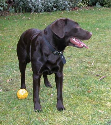 Tess Distracted from Yellow Ball
January 30, 2005
Ключевые слова: Tess, yellow ball, dog, dog hotel, Lucies Farm