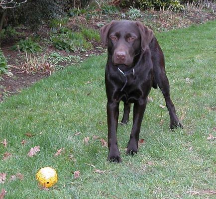 Tess With Yellow Ball
January 30, 2005
Ключові слова: Tess, yellow ball, dog, dog hotel, Lucies Farm
