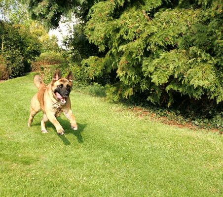 Tiny Running
Palabras Clave: Tiny Akita German shepherd dog Lucies Farm