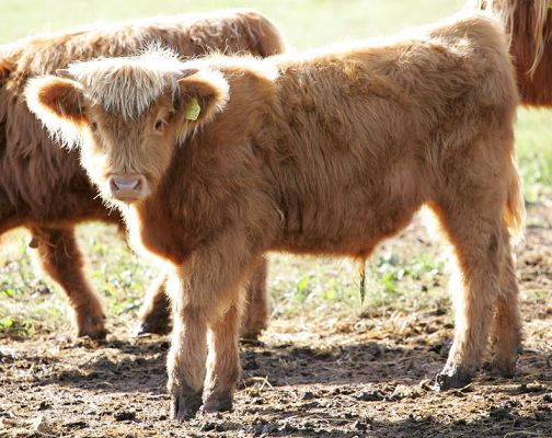 UK302940100058
A Highland bull calf, born 15 February 2005, son of [url=http://www.hawaiistar.net/cgi-bin/geneal.pl?op=tree&index=140&gens=5&db=lucies_farm_pedigrees.dbw]UK302940500048[/url], Kirsty 1st of the Kiln.
Ključne besede: UK302940100058 Kirsty 1st of the Kiln Highland calf Highland cow Lucies Farm