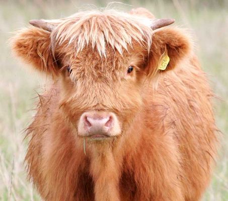 UK302940100058 - Steer Born 15 Feb 05
Young steer, son of UK302940500048 (Kirsty 1st of the Kiln) and Lord Rannoch of Lucies, photographed 23 Oct 05
Słowa kluczowe: Highland steer Birchfields Highland cattle Lucies Farm Rannoch