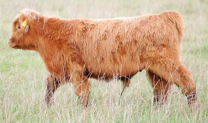 UK302940100058 - Steer born 15 Feb 05
Son of Kirsty 1st of the Kiln and Lord Rannoch of Lucies.
Keywords: Highland cattle steer Lucies Farm