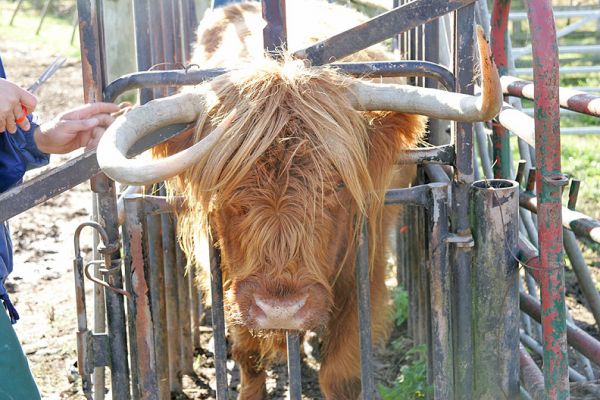 Neonag 1st of Brucefield - Highland Cow For Sale
[url=http://www.hawaiistar.net/cgi-bin/geneal.pl?op=tree&index=160&gens=5&db=lucies_farm_pedigrees.dbw]UK302940300046[/url] -- Neonag 1st of Brucefield -- born 25 March 1991.  Last calves 1 July 2005.
Trefwoorden: Neonag 1st of Brucefield cow for sale Highland cattle Lucies Farm