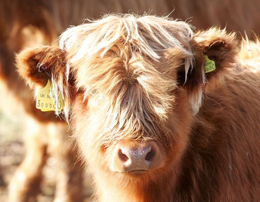 UK302940300060 - Highland Heifer
A heifer, born 7 March 2005, daughter of KIKA4.  This young calf has been sold to folks in Staffordshire, and she moved to her new home on 8 Nov 05.
Keywords: heifer calf UK302940300060 Highland calf Highland cattle Lucies Farm KIKA4
