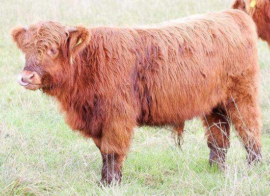 UK302940400061 - Highland Steer
This little steer is the son of Alice 1st of Clova.  He's moving, along with his mother, to Wales in the next few weeks.  This steer was born on 15 Mar 05, photographed on 23 Oct 05.
Keywords: Highland steer UK302940400061 Highland cattle Lucies Farm
