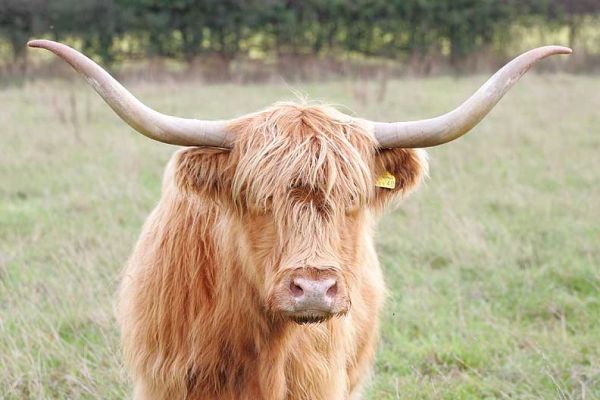 UK302940500048 - Kirsty 1st of the Kiln
Born 18 Dec 1994.  Last calf born 15 Feburary 2004.  Has been with the bull for the past several months.  Kirsty is for sale.
Schlüsselwörter: Kirsty 1st of the Kiln Highland cow Highland cattle Lucies Farm for sale