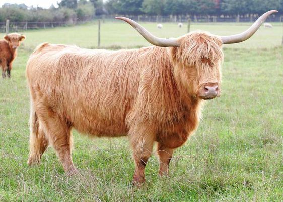 Kirsty 1st of the Kiln - Cow for Sale
UK302940500048 born 18 Dec 94, photographed 23 Oct 05.  She is for sale.
Anahtar kelimeler: Kirsty 1st of the Kiln UK302940500048 Highland cow for sale Lucies Farm
