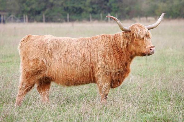 Kirsty 1st of the Kiln - UK302940500048
She is [url=http://www.luciesfarm.com/sale]for sale[/url].
Anahtar kelimeler: Highland cattle Kirsty 1st of the Kiln for sale Lucies Farm