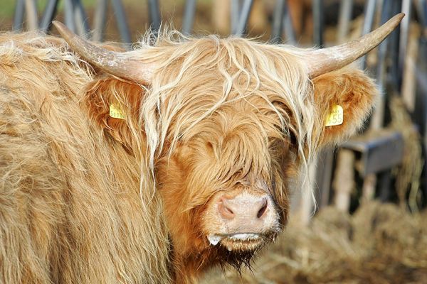 UK302940500055 -- Got Milk?
A female calf, UK302940500055, born 8 June 2004.  Sold 1 October 2005
Keywords: Highland cow calf milk Got Mail UK302940500055