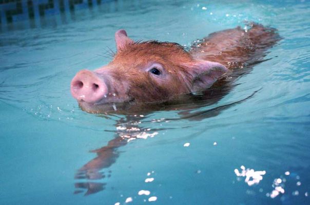 Swimming Tamworth Pig
الكلمات الإستدلالية(لتسهيل البحث): swimming pig Tamworth pig hydrotherapy heated pool pork