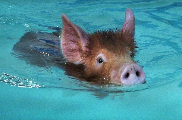 Swimming Tamworth Pig
Mots-clés: swimming pig Tamworth pig heated pool pork hydrotherapy